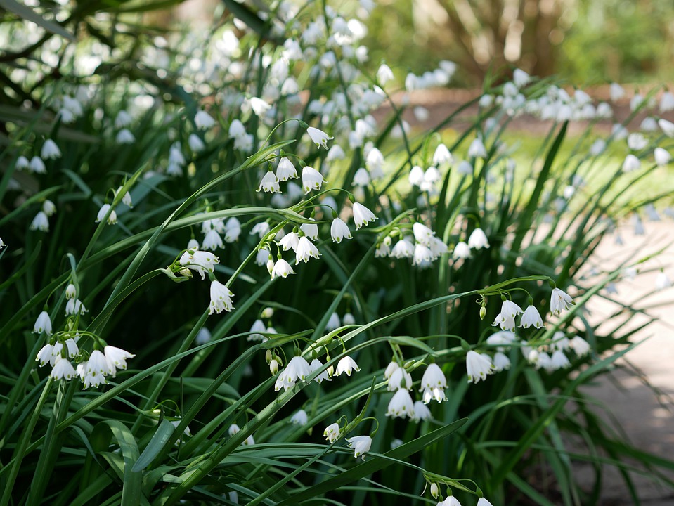 Leucojum spp.